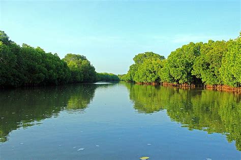 Panjin Hongshutai Mangrove Forestu Gizemli Bir Dünyaya Davet Ediyor!