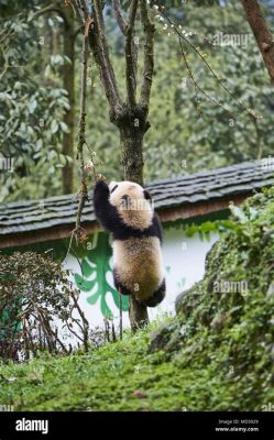 Ya'an Bifengxia Panda Base: Sevimli Devlerin Yuvası ve Muhteşem Doğanın Kucaklaması!